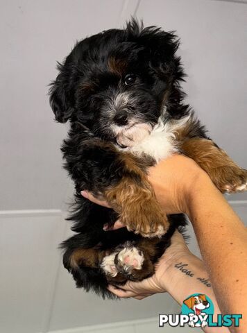 Maltese x cavoodle puppies ONLY 2 LEFT