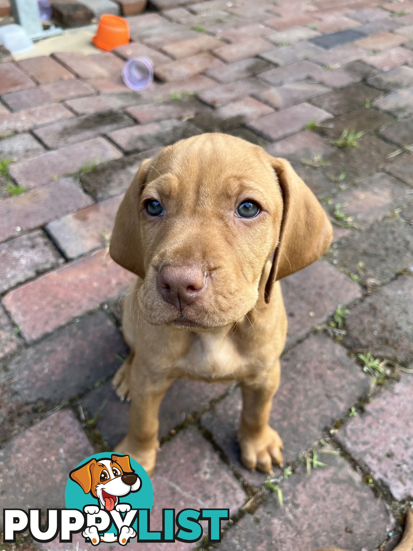 Vizsla Pups for Sale