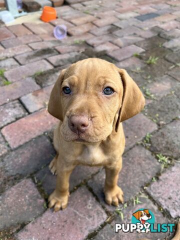 Vizsla Pups for Sale