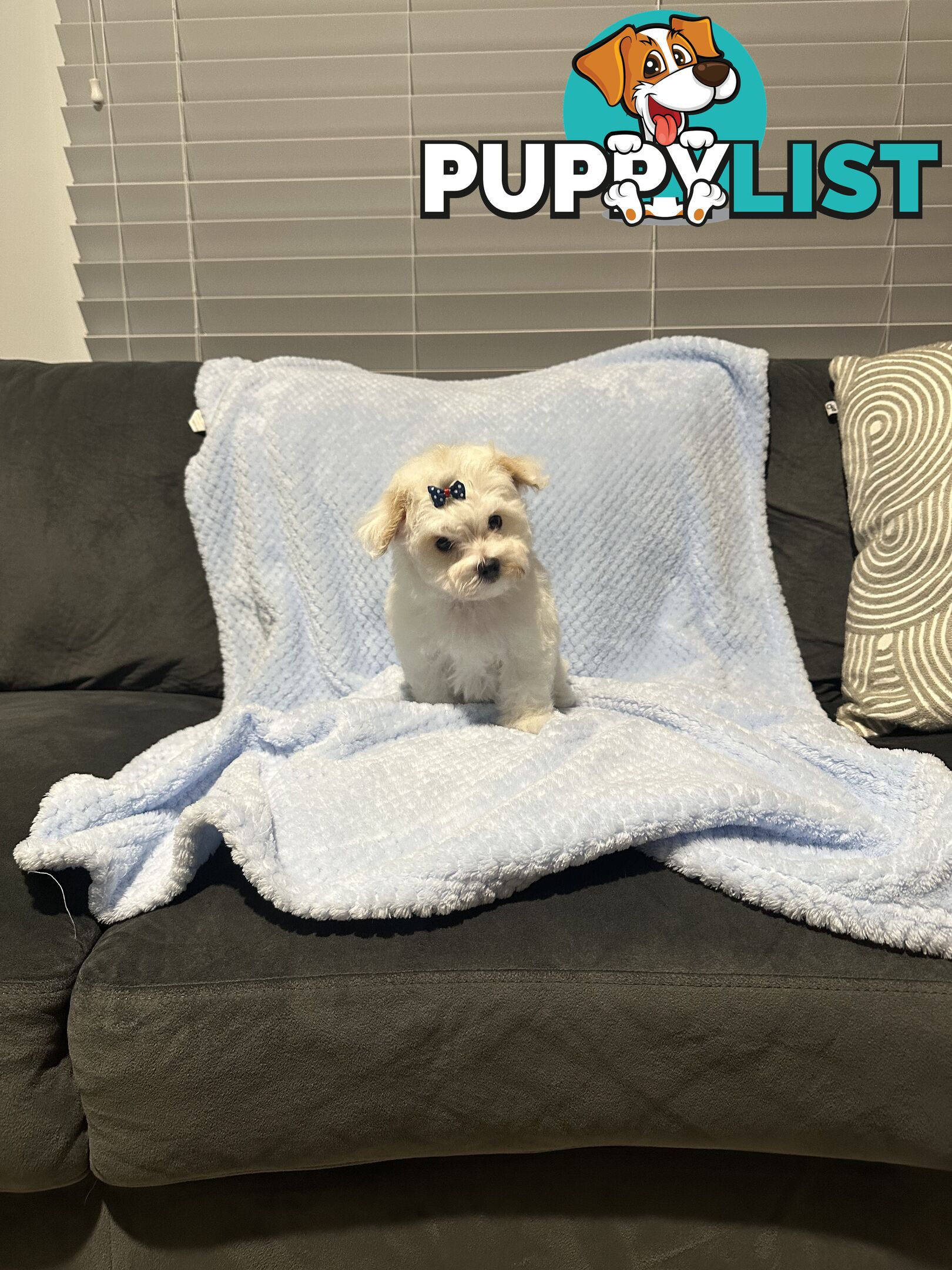 Maltese x Toy Poode (Moodle) 1st Generation
