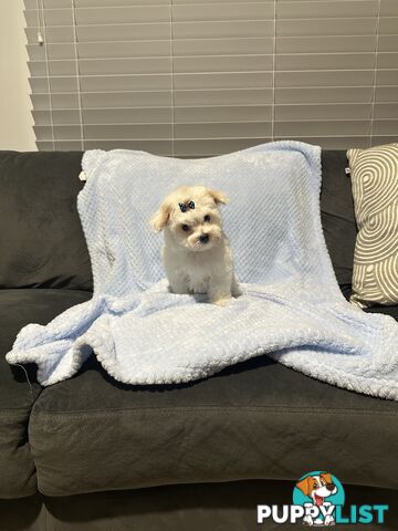 Maltese x Toy Poode (Moodle) 1st Generation