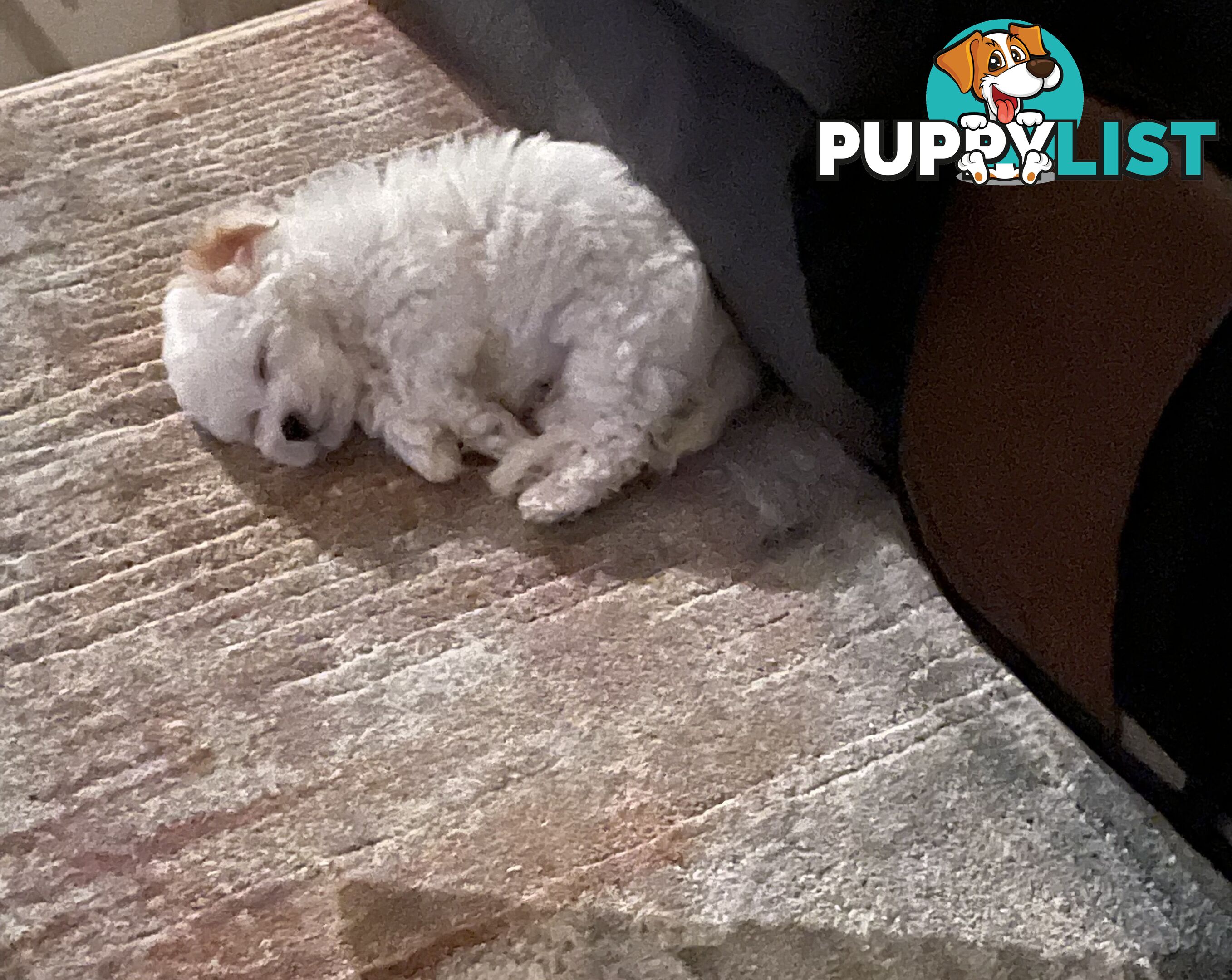 Maltese x Toy Poode (Moodle)