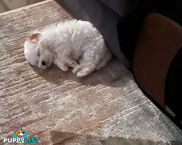Maltese x Toy Poode (Moodle)