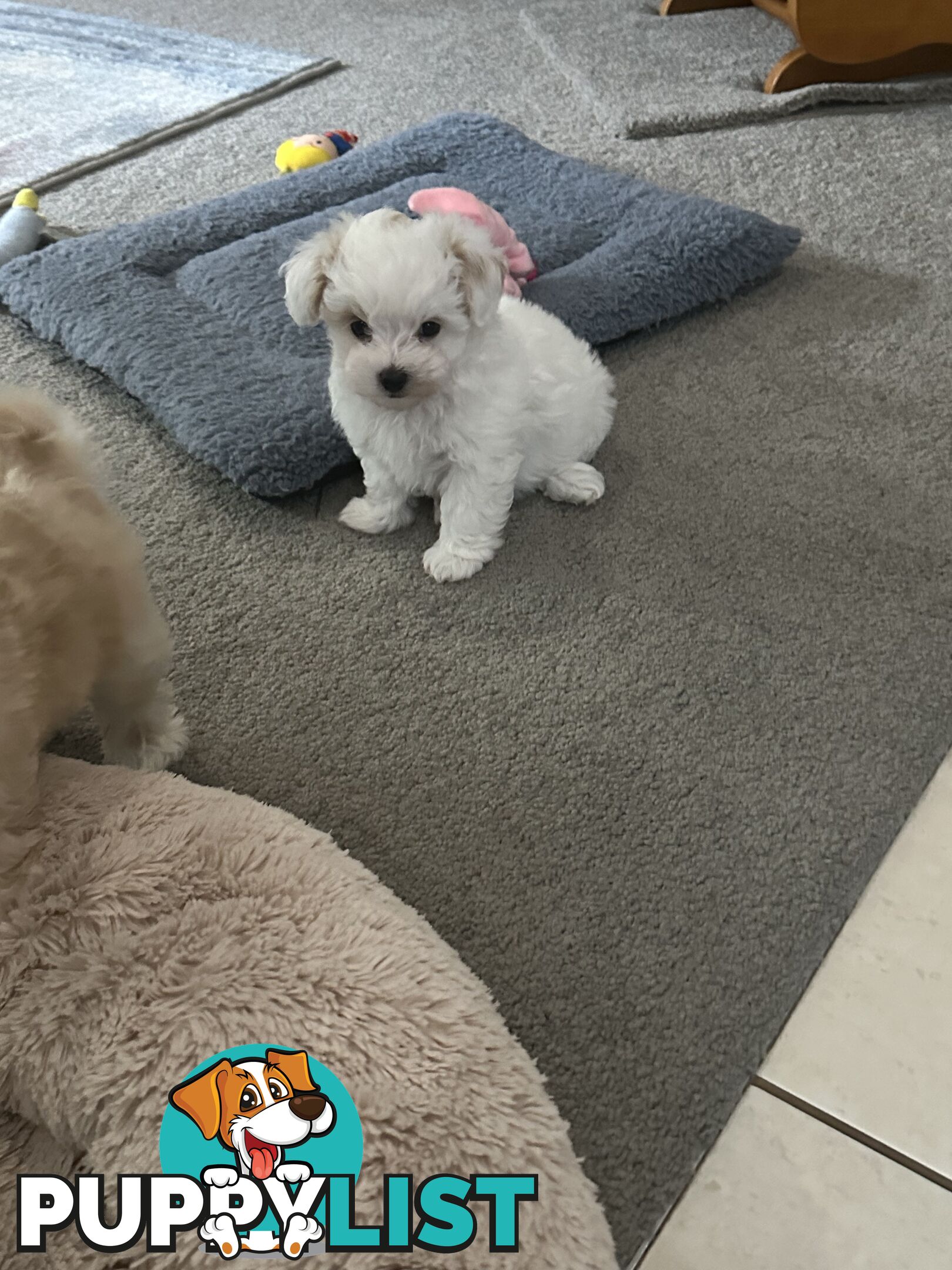 Maltese x Toy Poode (Moodle)