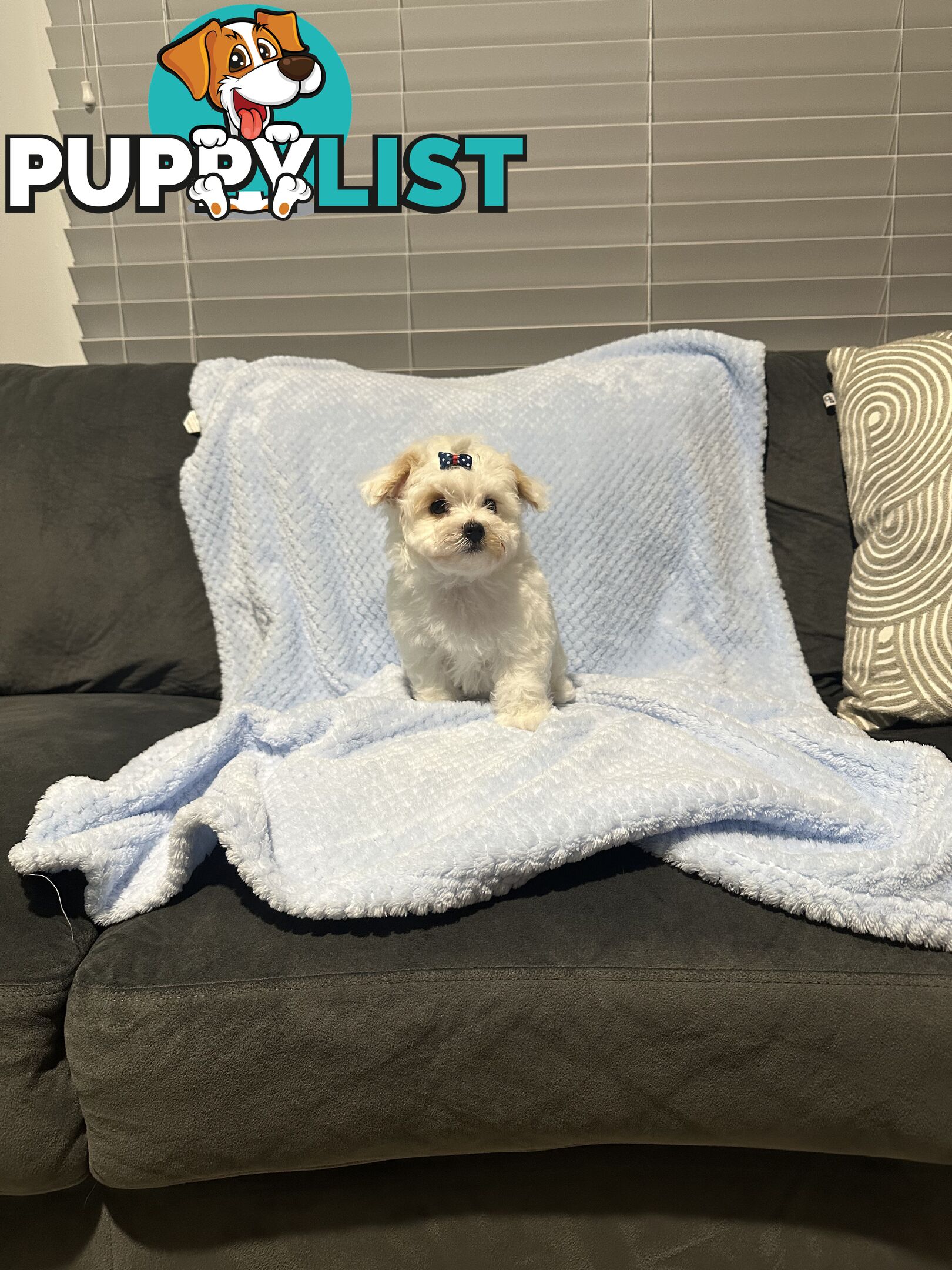 Maltese x Toy Poode (Moodle) 1st Generation