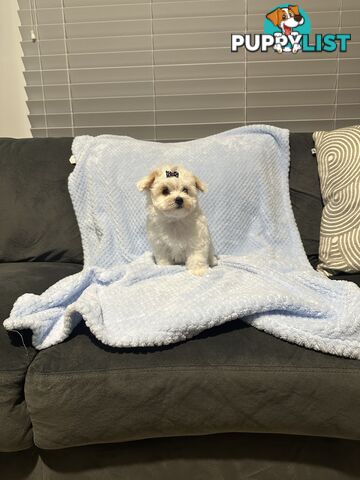 Maltese x Toy Poode (Moodle) 1st Generation
