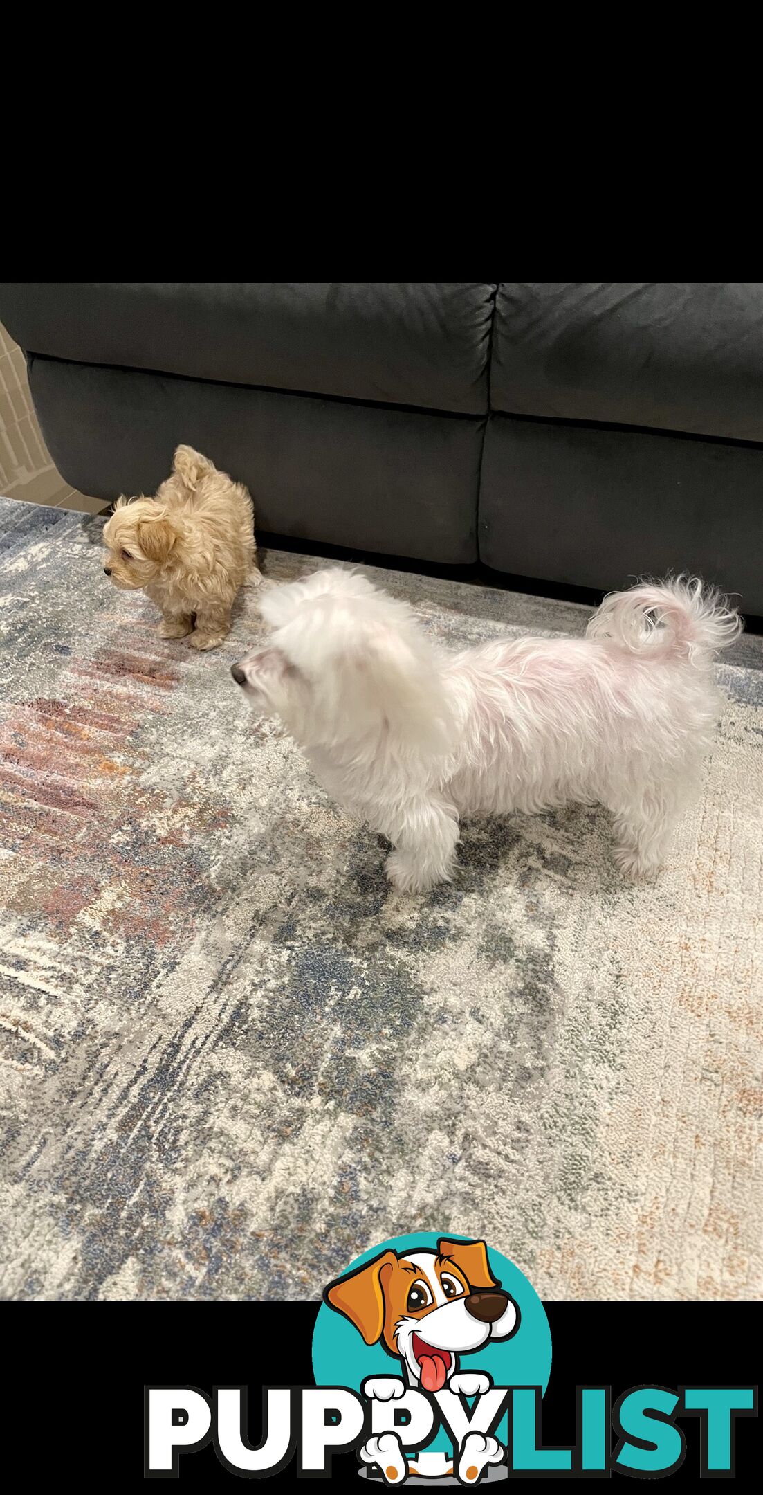 Maltese x Toy Poode (Moodle)