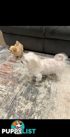 Maltese x Toy Poode (Moodle)