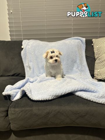 Maltese x Toy Poode (Moodle) 1st Generation