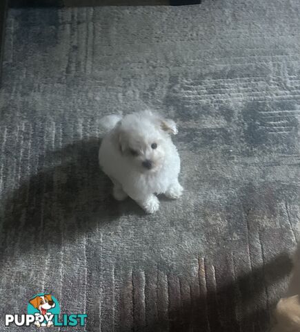 Maltese x Toy Poode (Moodle) 1st Generation