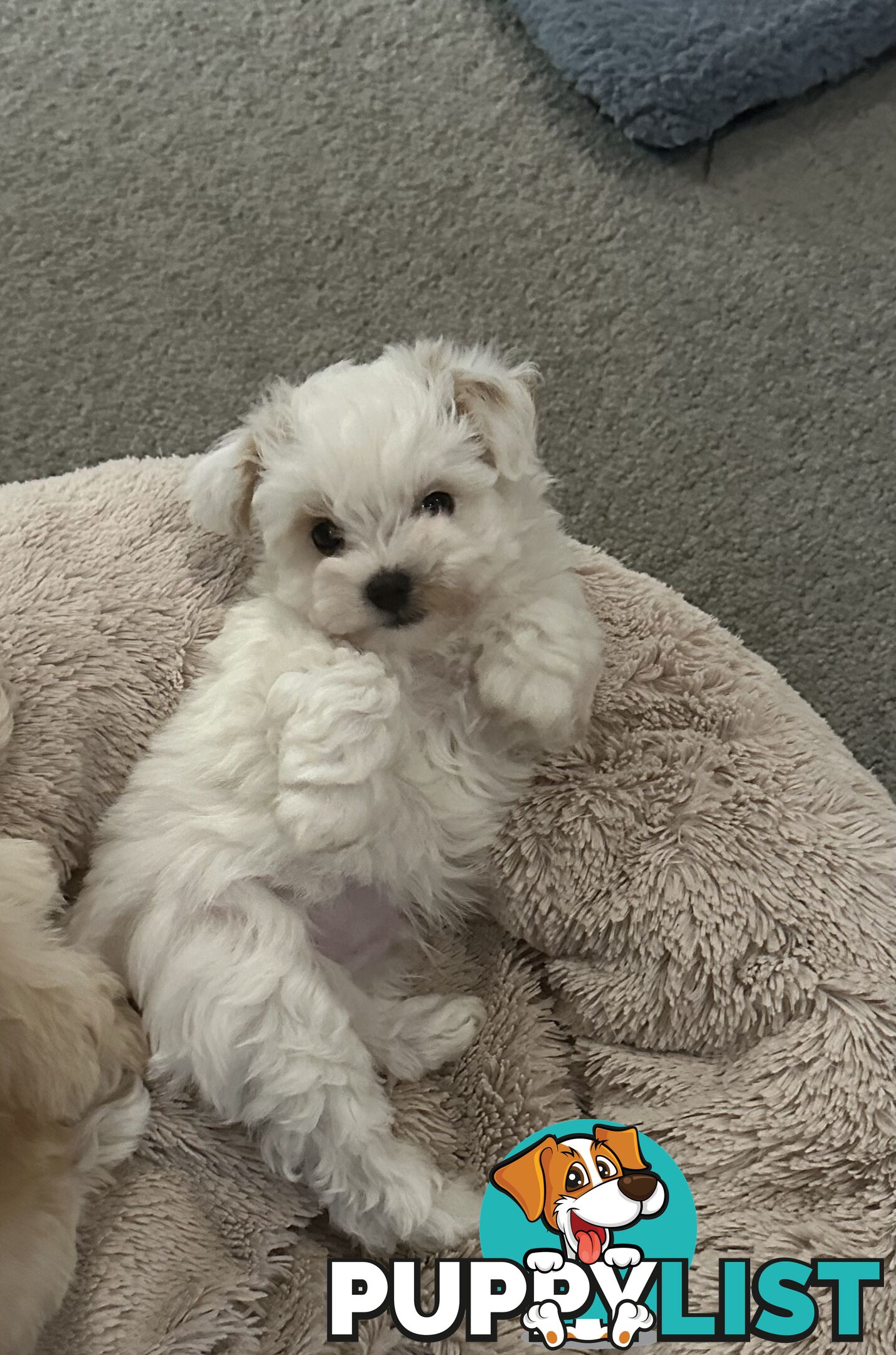 Maltese x Toy Poode (Moodle)