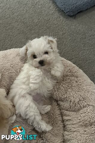 Maltese x Toy Poode (Moodle)