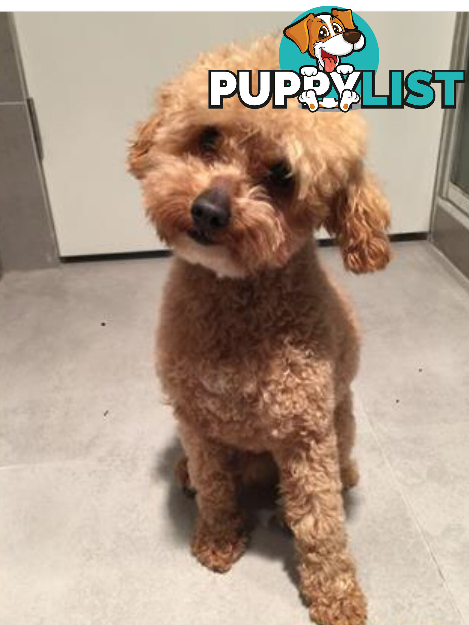 Maltese x Toy Poode (Moodle)