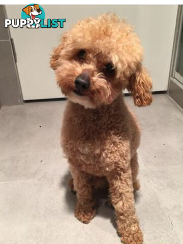 Maltese x Toy Poode (Moodle)