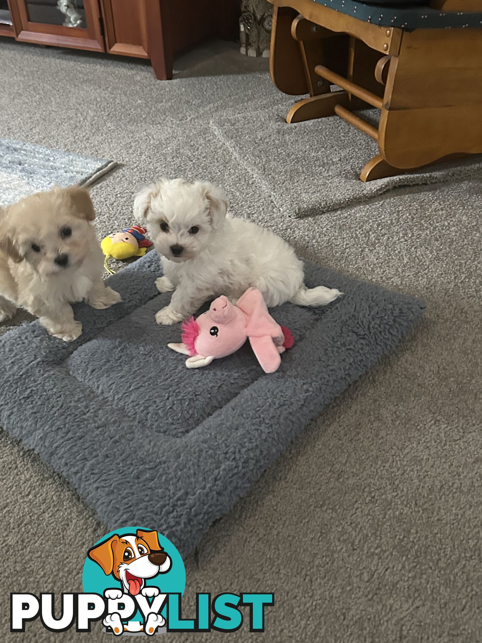 Maltese x Toy Poode (Moodle)