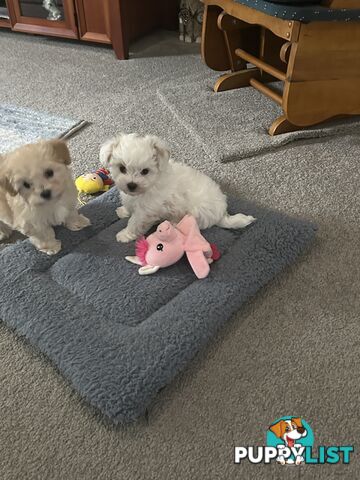 Maltese x Toy Poode (Moodle)