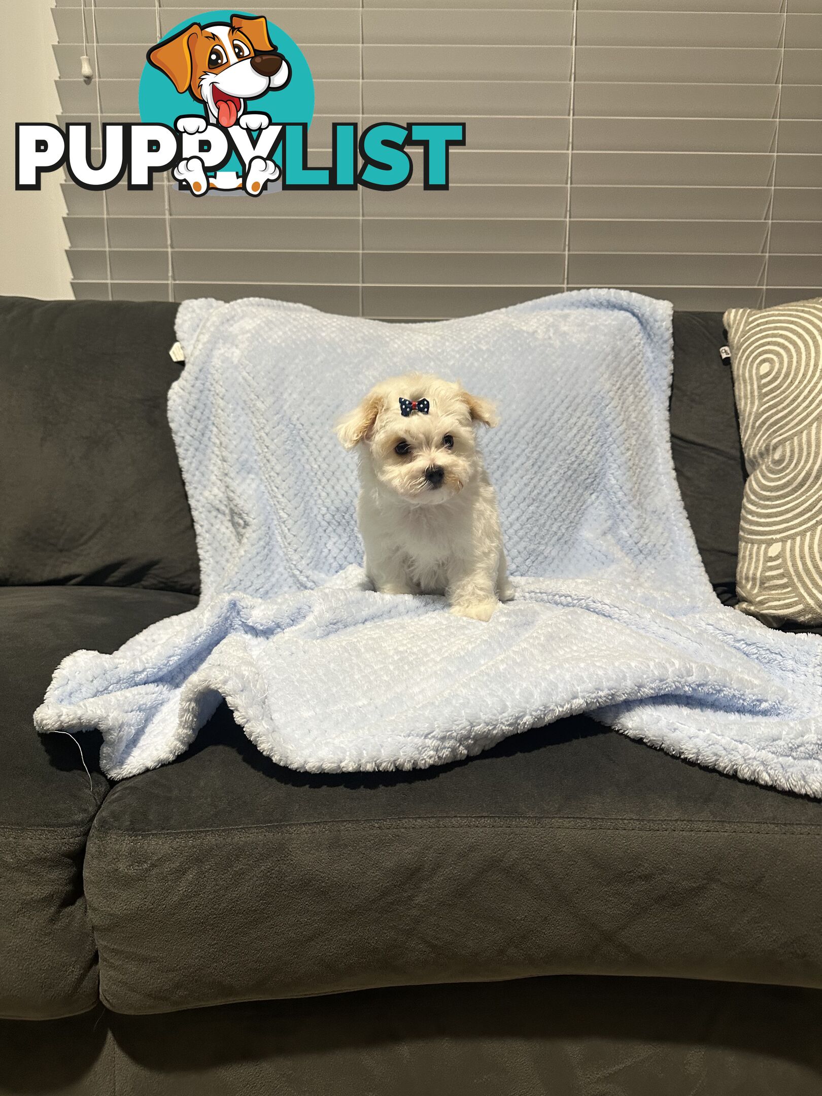 Maltese x Toy Poode (Moodle) 1st Generation