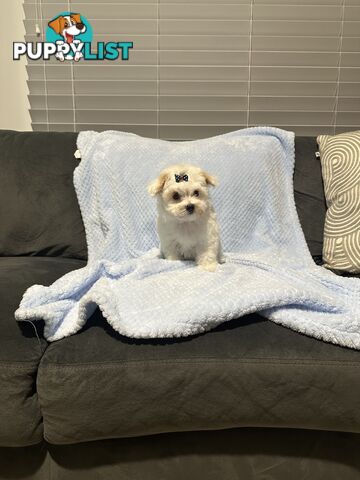 Maltese x Toy Poode (Moodle) 1st Generation