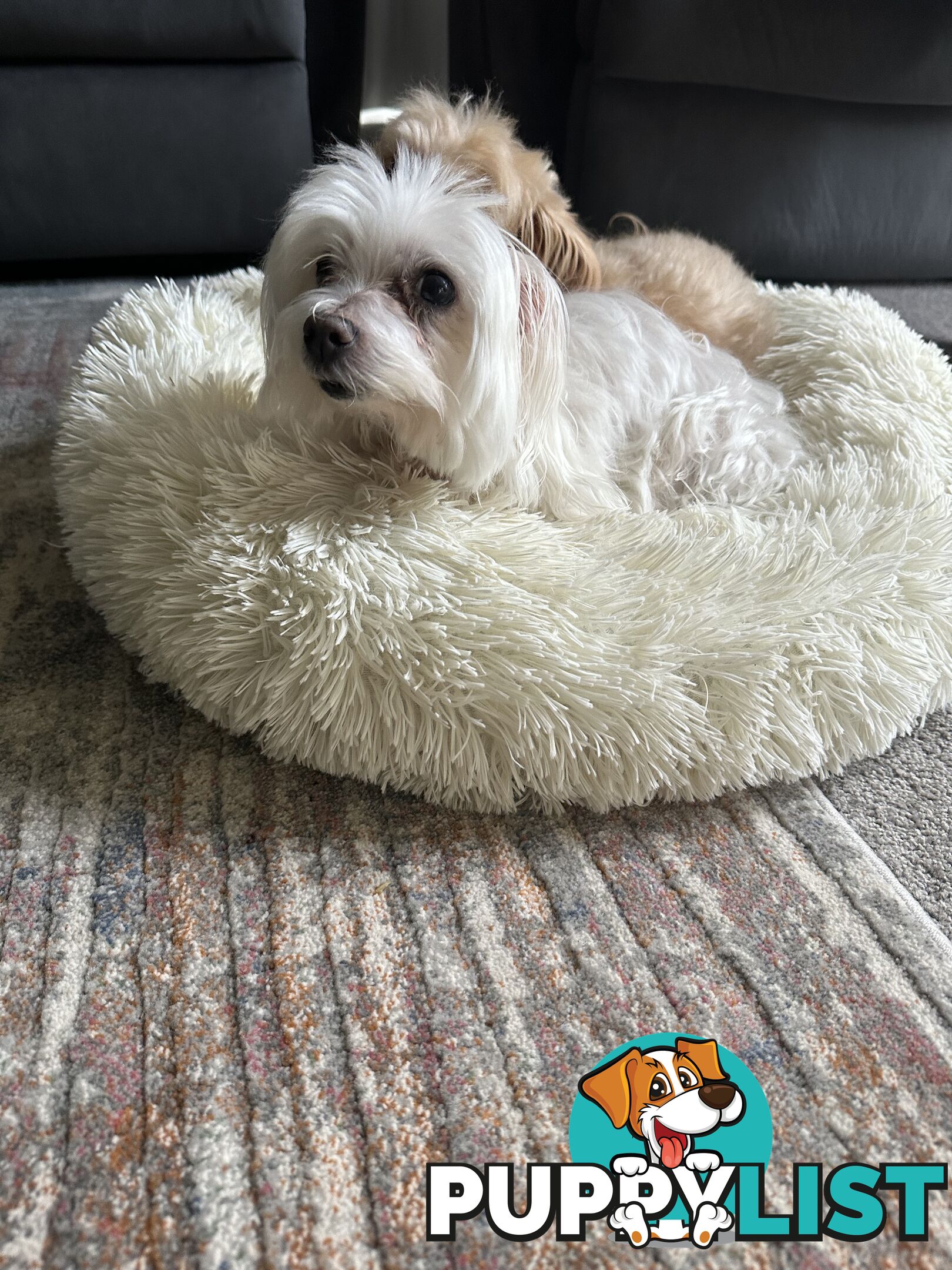 Maltese x Toy Poode (Moodle) 1st Generation