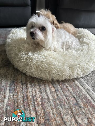 Maltese x Toy Poode (Moodle) 1st Generation