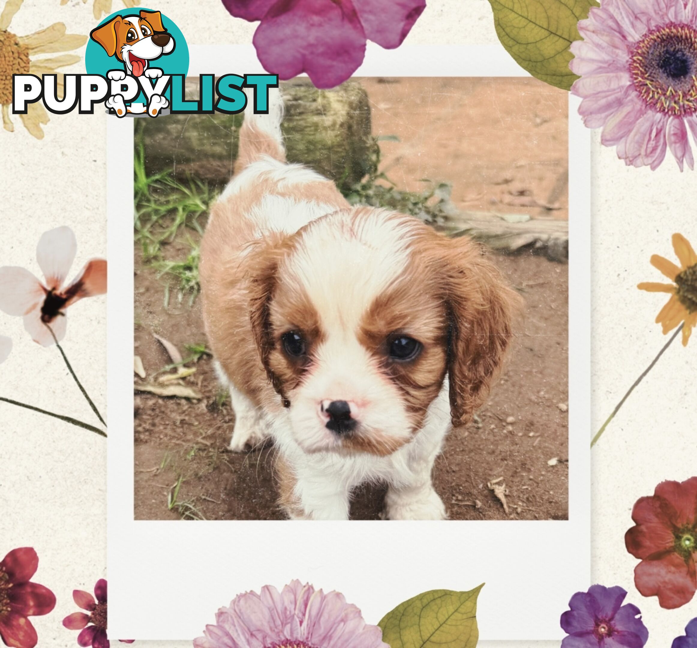Cavalier King Charles Spaniel puppies