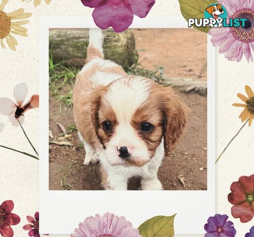 Cavalier King Charles Spaniel puppies
