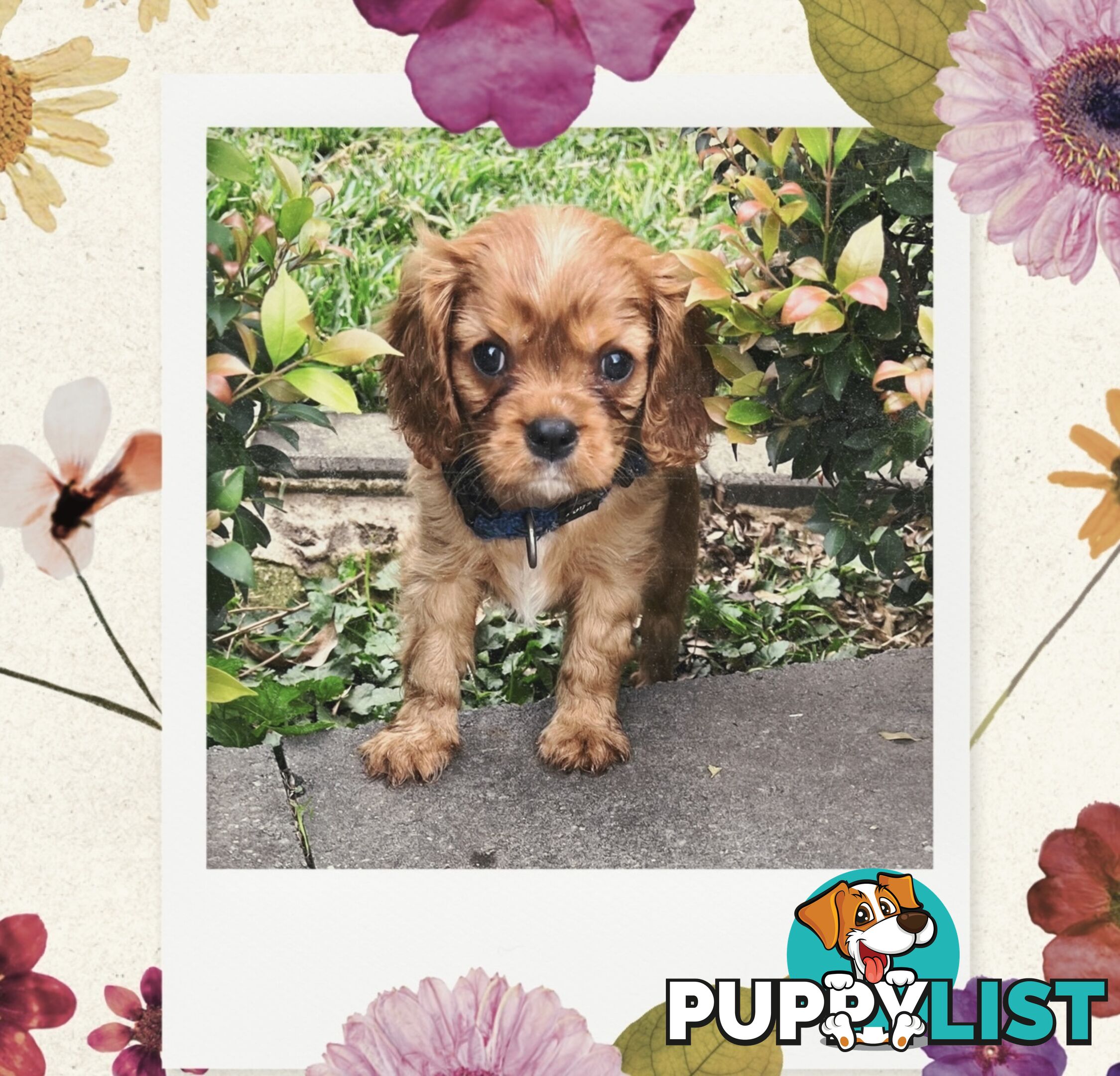 Cavalier King Charles Spaniel puppies
