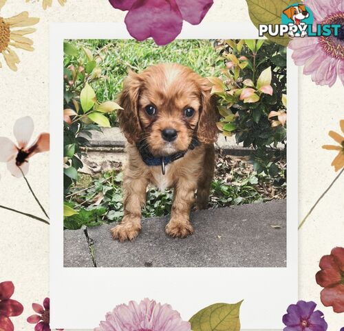 Cavalier King Charles Spaniel puppies