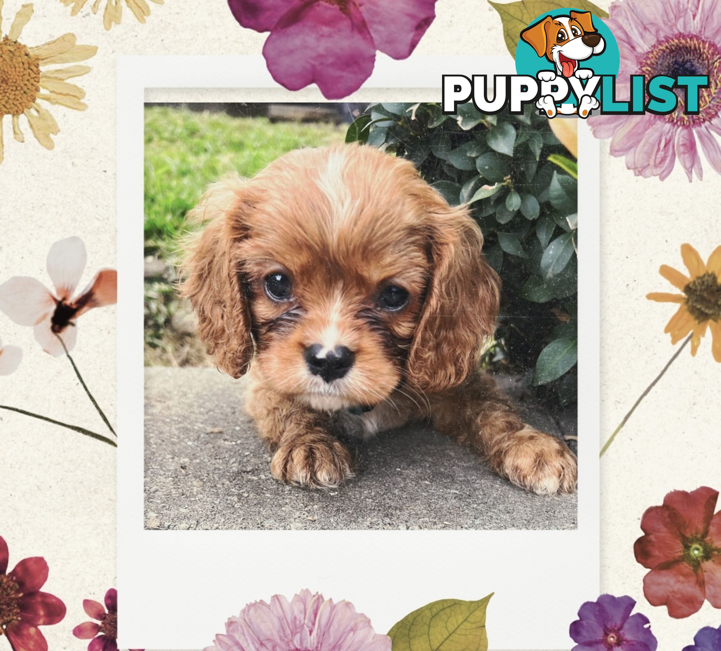 Cavalier King Charles Spaniel puppies