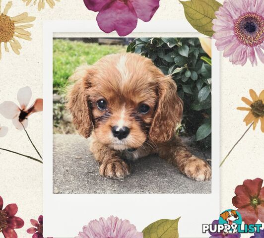 Cavalier King Charles Spaniel puppies