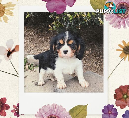 Cavalier King Charles Spaniel puppies