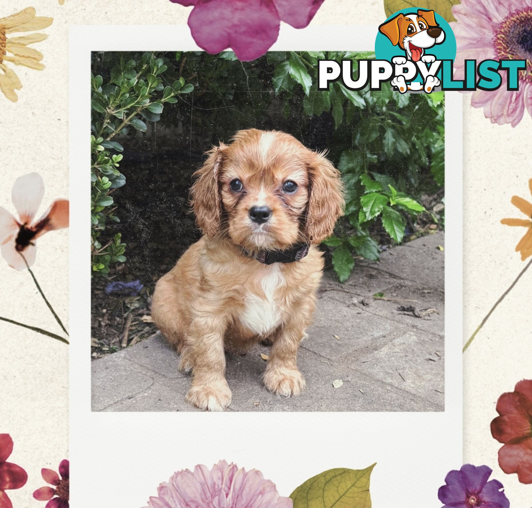 Cavalier King Charles Spaniel puppies