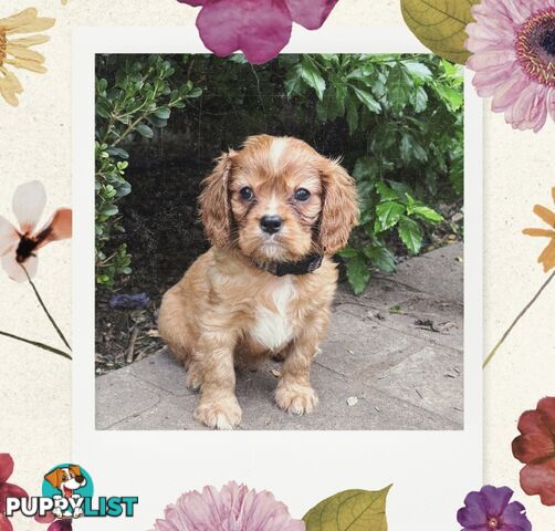 Cavalier King Charles Spaniel puppies