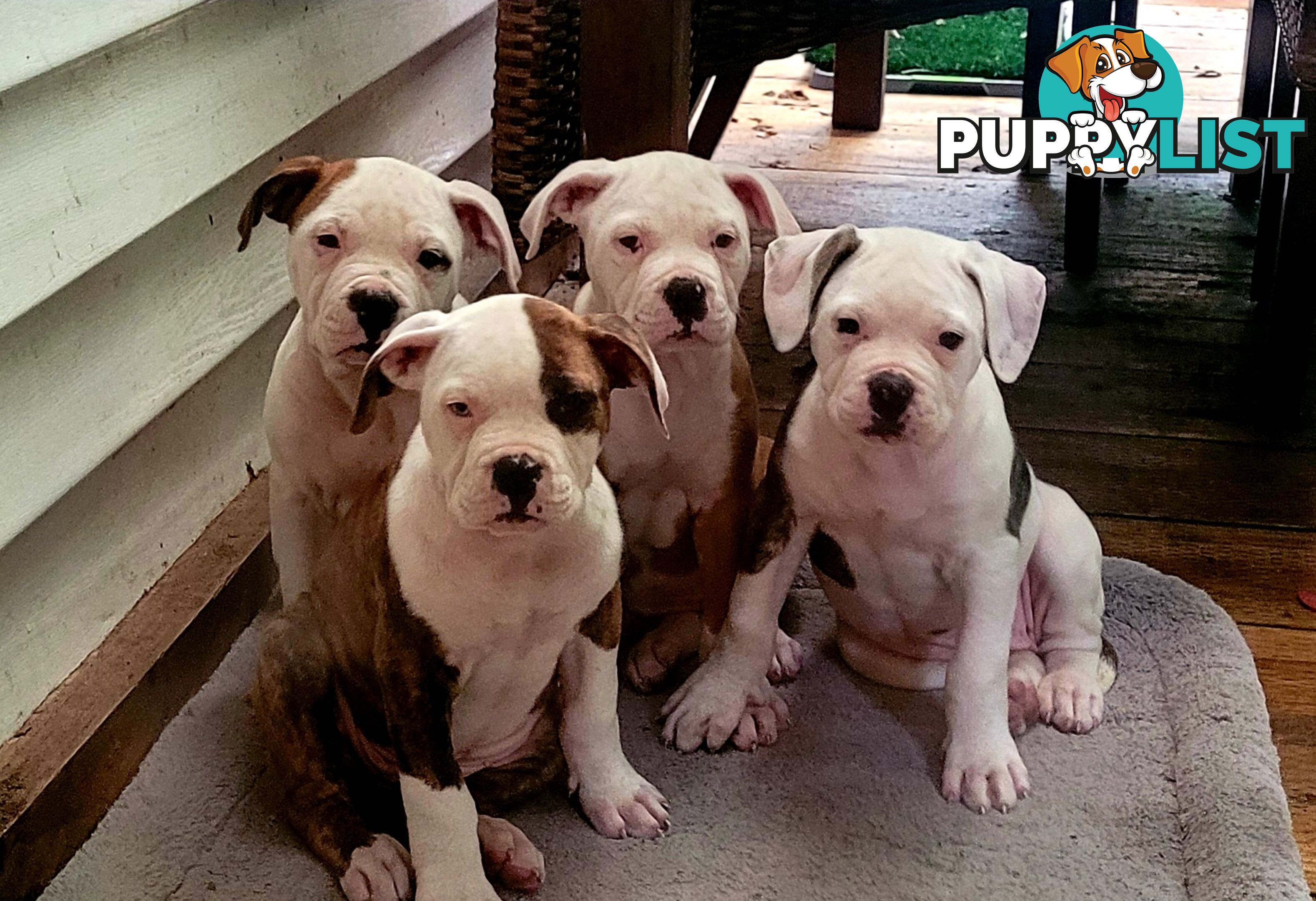 American Bulldog puppies