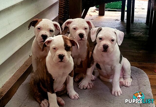 American Bulldog puppies