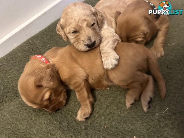 Gorgeous groodle puppies