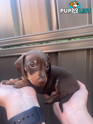 Miniature dachshunds