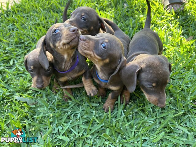 Miniature dachshunds