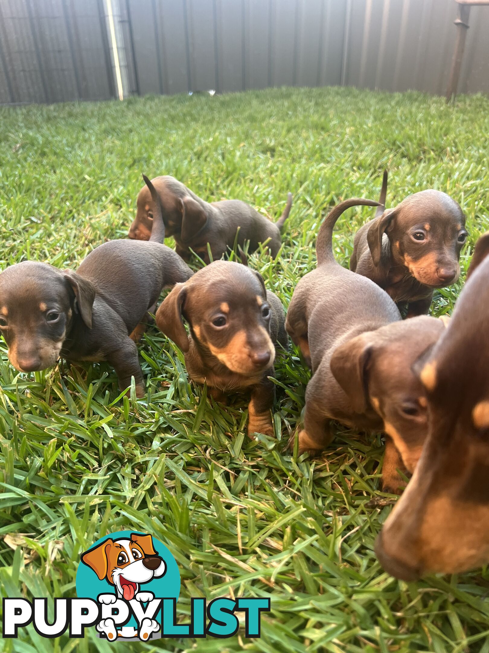 Miniature dachshunds