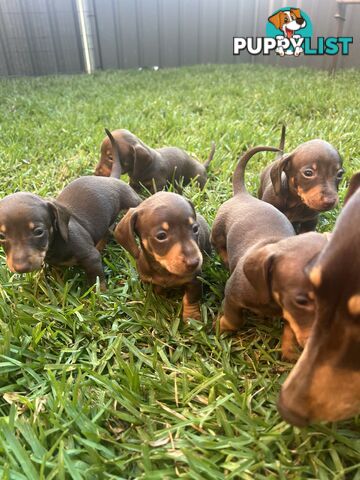 Miniature dachshunds