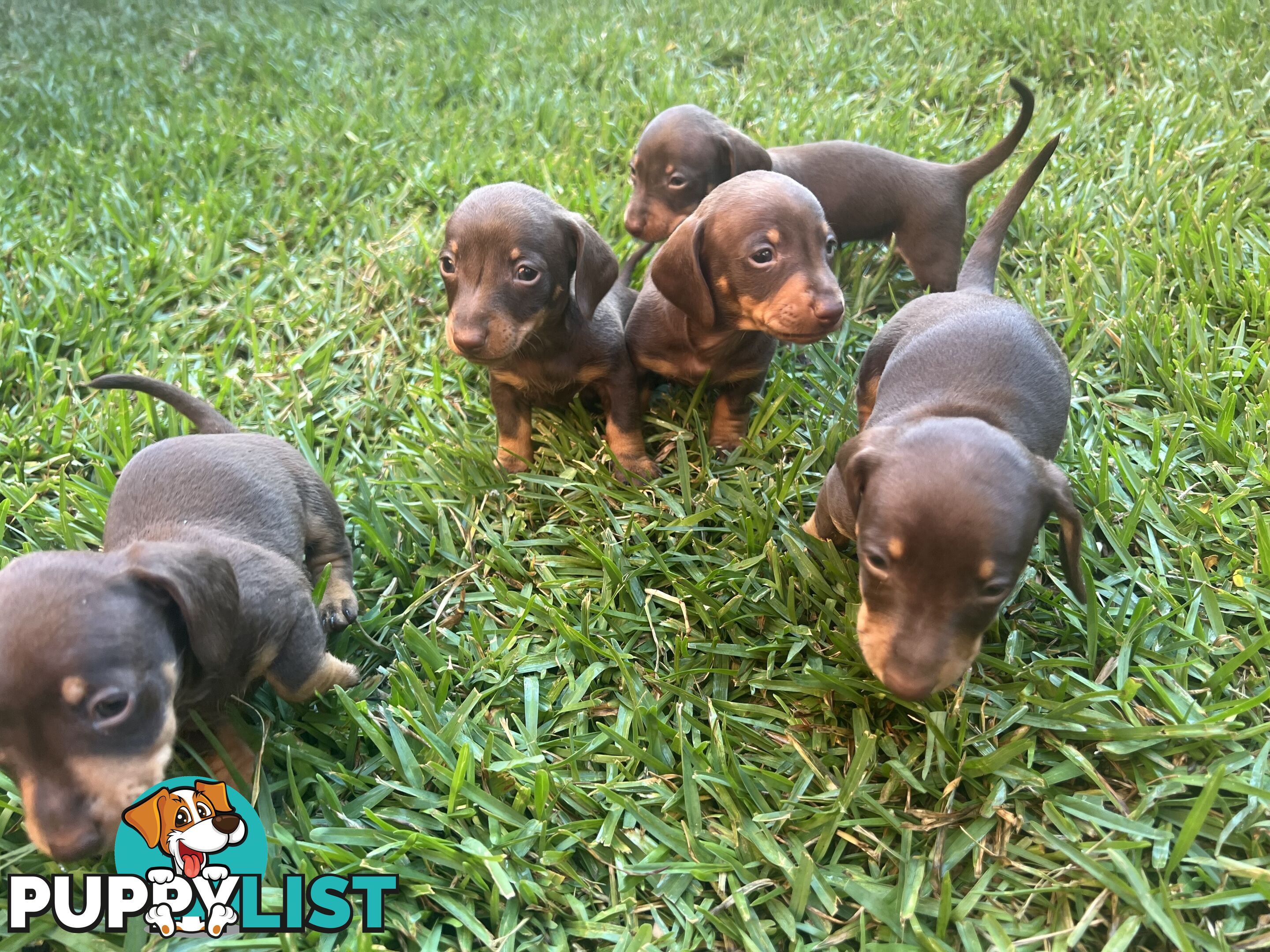 Miniature dachshunds