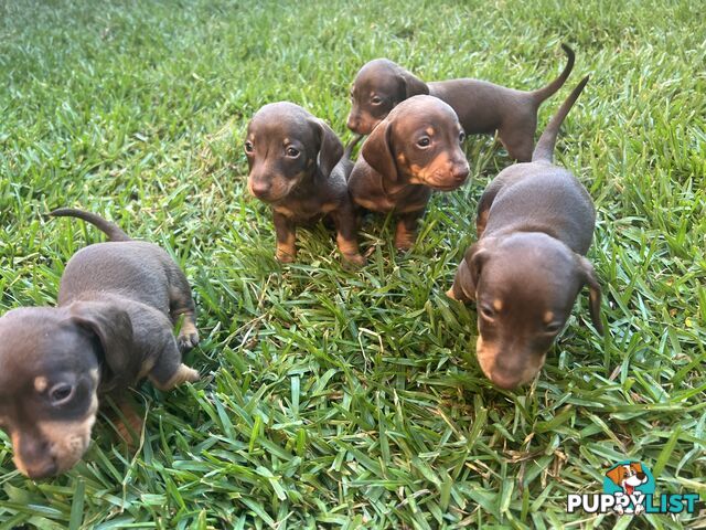 Miniature dachshunds