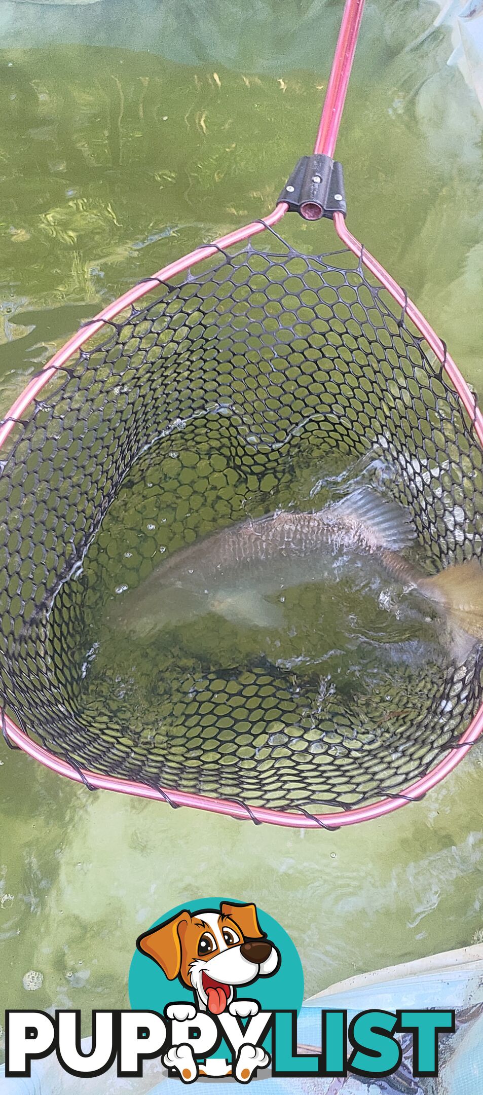 Barry the barramundi