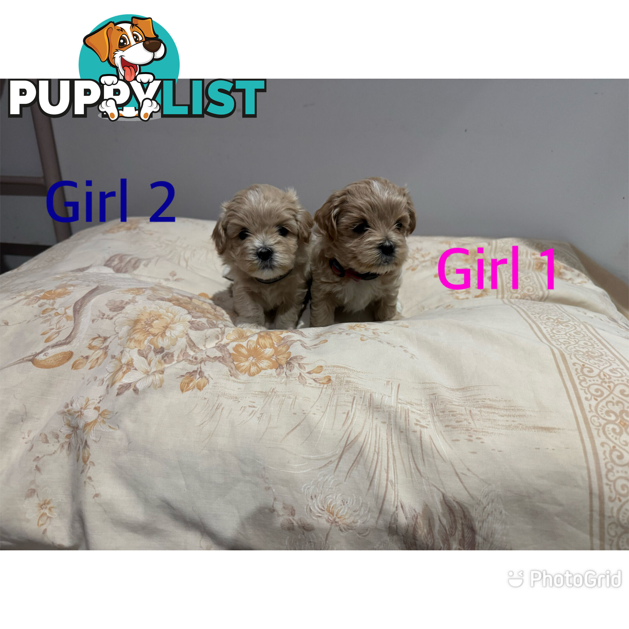 Maltese Shih Tzu puppies 6 weeks old.