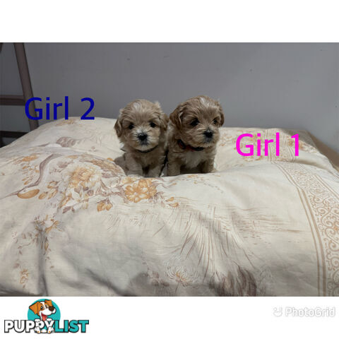 Maltese Shih Tzu puppies 6 weeks old.