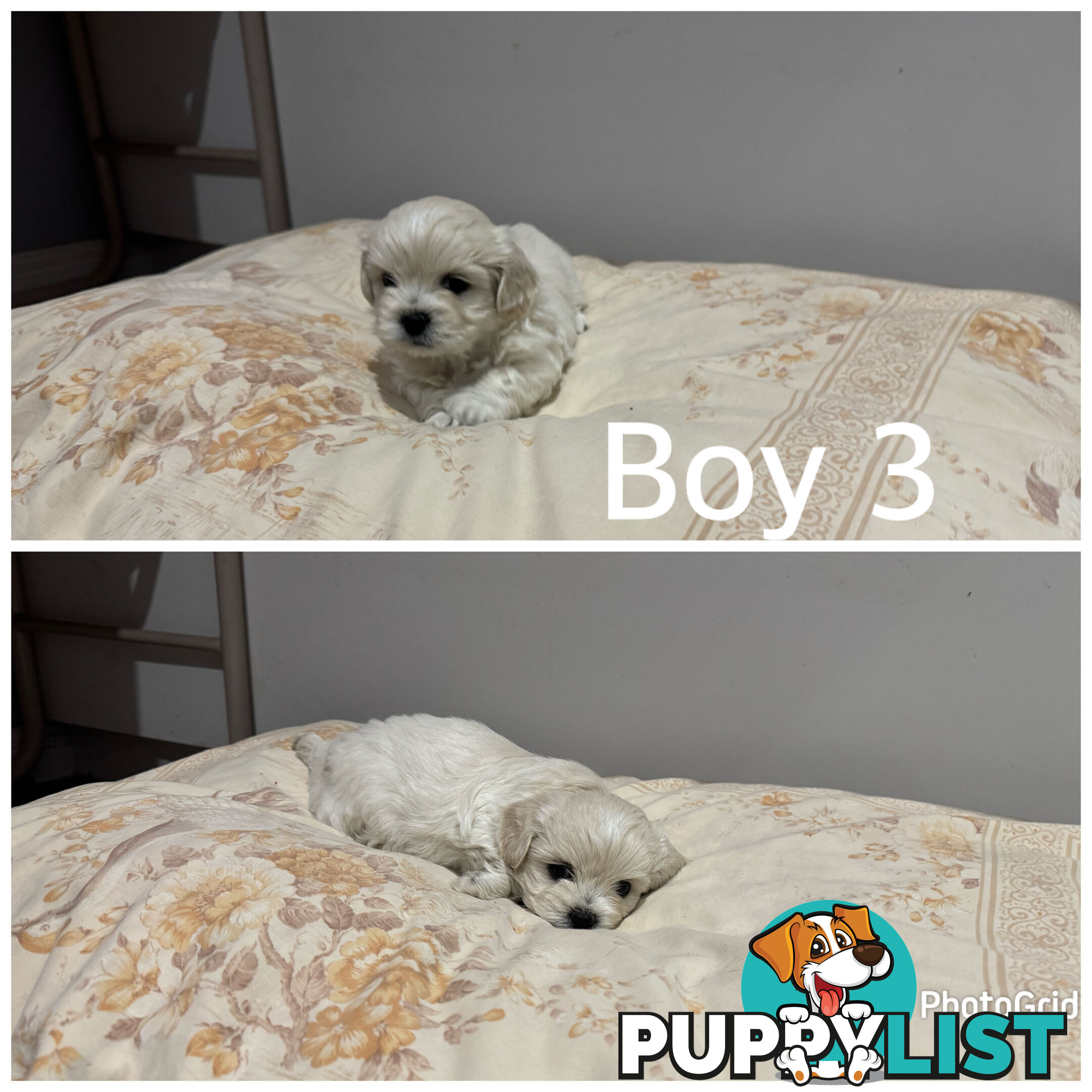 Maltese Shih Tzu puppies 6 weeks old.