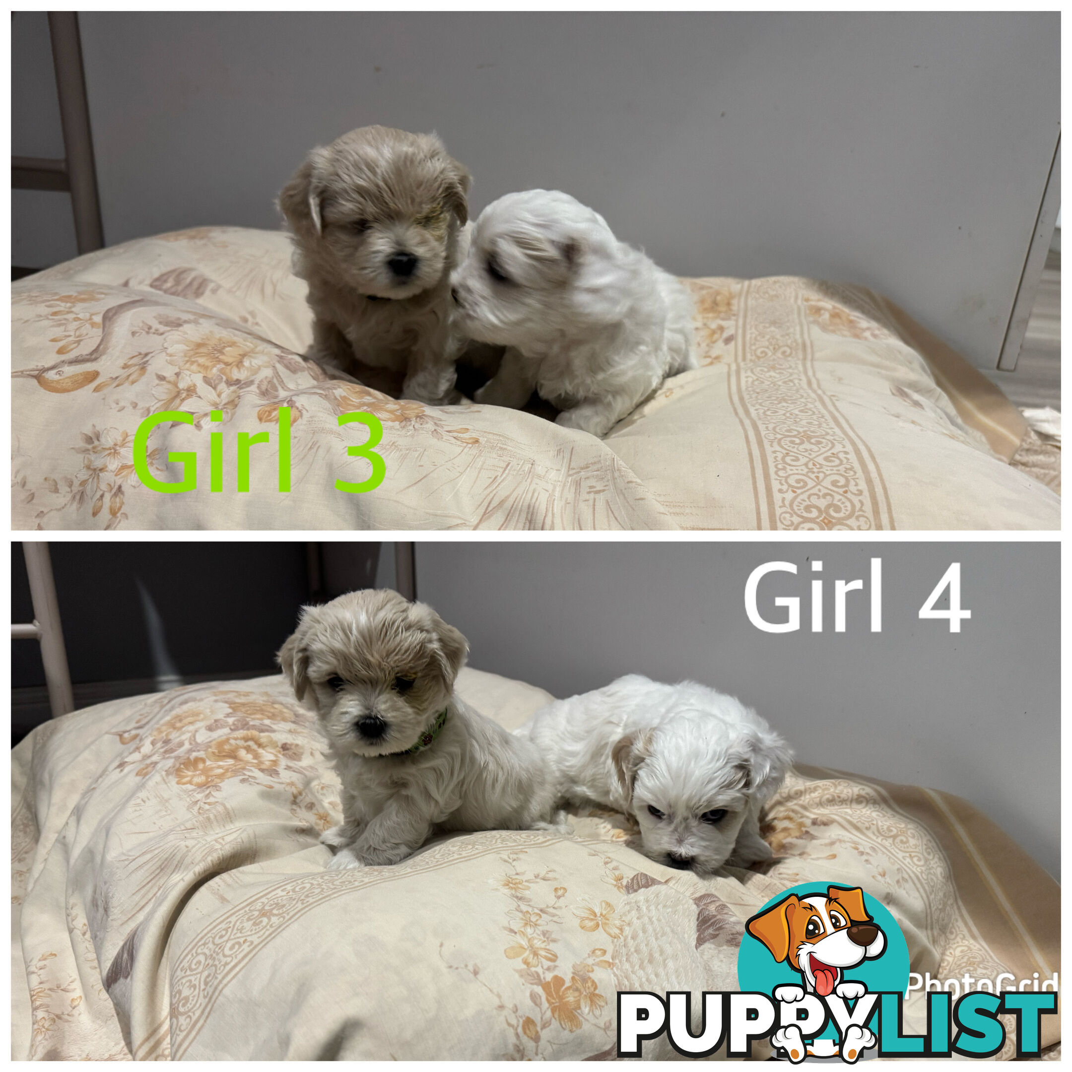 Maltese Shih Tzu puppies 6 weeks old.