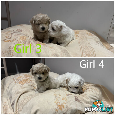 Maltese Shih Tzu puppies 6 weeks old.