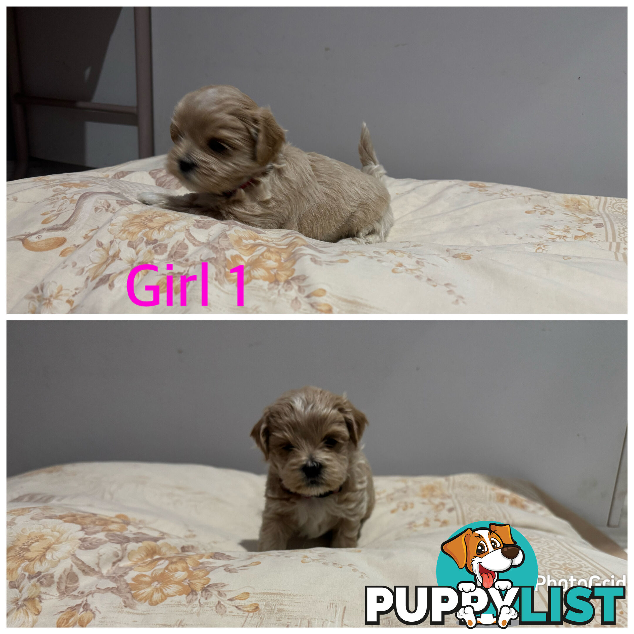 Maltese Shih Tzu puppies 6 weeks old.