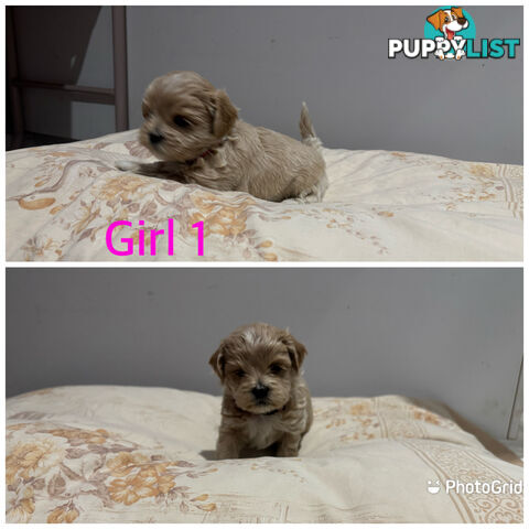 Maltese Shih Tzu puppies 6 weeks old.